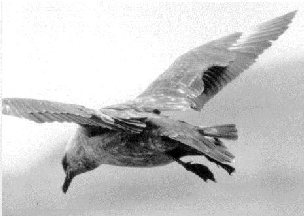 Skua at high-lift condition with lifted feathers on the wing surface, 80k download